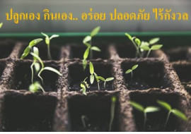 <strong>อ่านเพิ่มเติมเกี่ยวกับ</strong><br>ปลูกเอง กินเอง.. อร่อย ปลอดภัย ไร้กังวล ปลูกเอง กินเอง.. อร่อย ปลอดภัย ไร้กังวล