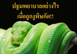 <strong>อ่านเพิ่มเติมเกี่ยวกับ</strong><br>ปฐมพยาบาลอย่างไรเมื่อถูกงูพิษกัด!! ปฐมพยาบาลอย่างไรเมื่อถูกงูพิษกัด!!
