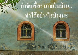 <strong>อ่านเพิ่มเติมเกี่ยวกับ</strong><br>กำจัดเชื้อราภายในบ้าน..ทำได้อย่างไรบ้างนะ กำจัดเชื้อราภายในบ้าน..ทำได้อย่างไรบ้างนะ