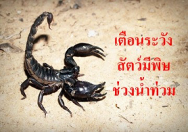 <strong>อ่านเพิ่มเติมเกี่ยวกับ</strong><br>เตือนระวังสัตว์มีพิษช่วงน้ำท่วม เตือนระวังสัตว์มีพิษช่วงน้ำท่วม