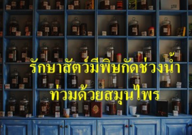 <strong>อ่านเพิ่มเติมเกี่ยวกับ</strong><br>รักษาสัตว์มีพิษกัดช่วงน้ำท่วมด้วยสมุนไพร รักษาสัตว์มีพิษกัดช่วงน้ำท่วมด้วยสมุนไพร
