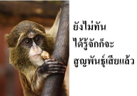 <strong>อ่านเพิ่มเติมเกี่ยวกับ</strong><br>ยังไม่ทันได้รู้จักก็จะสูญพันธุ์เสียแล้ว ยังไม่ทันได้รู้จักก็จะสูญพันธุ์เสียแล้ว