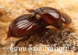 <strong>อ่านเพิ่มเติมเกี่ยวกับ</strong><br>ค้นพบ ด้วงสปีชีส์ใหม่ !! ค้นพบ ด้วงสปีชีส์ใหม่ !!