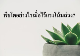 <strong>อ่านเพิ่มเติมเกี่ยวกับ</strong><br>พืชโตอย่างไรเมื่อไร้แรงโน้มถ่วง? พืชโตอย่างไรเมื่อไร้แรงโน้มถ่วง?