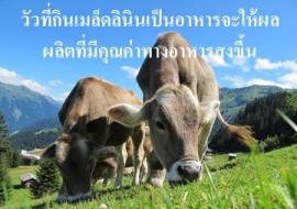 <strong>อ่านเพิ่มเติมเกี่ยวกับ</strong><br>วัวที่กินเมล็ดลินินเป็นอาหารจะให้ผลผลิตที่มีคุณค่าทางอาหารสูงขึ้น วัวที่กินเมล็ดลินินเป็นอาหารจะให้ผลผลิตที่มีคุณค่าทางอาหารสูงขึ้น
