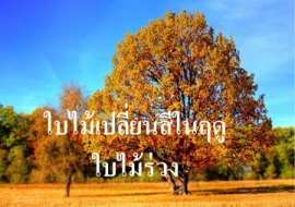 <strong>อ่านเพิ่มเติมเกี่ยวกับ</strong><br>ใบไม้เปลี่ยนสีในฤดูใบไม้ร่วง ใบไม้เปลี่ยนสีในฤดูใบไม้ร่วง