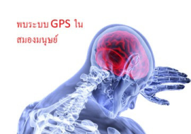 <strong>อ่านเพิ่มเติมเกี่ยวกับ</strong><br>พบระบบ GPS ในสมองมนุษย์ พบระบบ GPS ในสมองมนุษย์