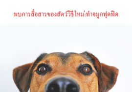 <strong>อ่านเพิ่มเติมเกี่ยวกับ</strong><br>พบการสื่อสารของสัตว์วิธีใหม่:ทำจมูกฟุดฟิด พบการสื่อสารของสัตว์วิธีใหม่:ทำจมูกฟุดฟิด