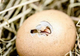 <strong>อ่านเพิ่มเติมเกี่ยวกับ</strong><br>ไก่ กับ ไข่ ใครเกิดก่อนกัน!!! ไก่ กับ ไข่ ใครเกิดก่อนกัน!!!