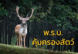 <strong>อ่านเพิ่มเติมเกี่ยวกับ</strong><br>พ.ร.บ.คุ้มครองสัตว์ ฉบับแรกของประเทศไทย มีผลบังคับใช้แล้วตั้งแต่ 27 ธันวาคม 2557 พ.ร.บ.คุ้มครองสัตว์ ฉบับแรกของประเทศไทย มีผลบังคับใช้แล้วตั้งแต่ 27 ธันวาคม 2557