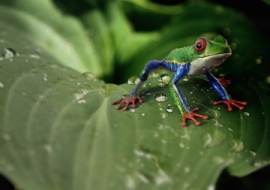 <strong>อ่านเพิ่มเติมเกี่ยวกับ</strong><br>กบ..อ๊บ อ๊บ...เป็นนักพยากรณ์อากาศ จริงหรือ??? (forecasting frog) กบ..อ๊บ อ๊บ...เป็นนักพยากรณ์อากาศ จริงหรือ??? (forecasting frog)