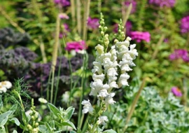 <strong>อ่านเพิ่มเติมเกี่ยวกับ</strong><br>ดอกลิ้นมังกร Antirrhinum majus L. (Snapdragon) ความสวยงามที่ซ่อนความน่ากลัว !!! ดอกลิ้นมังกร Antirrhinum majus L. (Snapdragon) ความสวยงามที่ซ่อนความน่ากลัว !!!