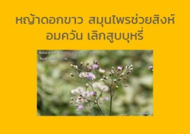 <strong>อ่านเพิ่มเติมเกี่ยวกับ</strong><br>หญ้าดอกขาว สมุนไพรช่วยสิงห์อมควัน เลิกสูบบุหรี่ หญ้าดอกขาว สมุนไพรช่วยสิงห์อมควัน เลิกสูบบุหรี่