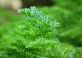 <strong>อ่านเพิ่มเติมเกี่ยวกับ</strong><br>ผักชีฝรั่ง ผักชีฝรั่ง