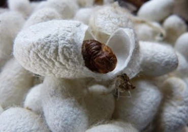 Study on Development of Thai Native Silkworm Embryo using ...
