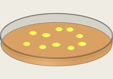 การศึกษาสารสกัดหยาบจากใบมะระขี้นก (Momordica charantia) ...