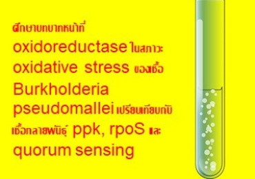 ศึกษาบทบาทหน้าที่ oxidoreductase ในสภาวะ oxidative stress ...