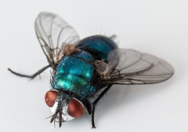 <strong>อ่านเพิ่มเติมเกี่ยวกับ</strong><br>ทำไมตีแมลงวันไม่ทันสักที ทำไมตีแมลงวันไม่ทันสักที