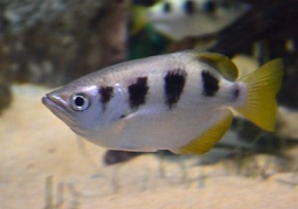 <strong>อ่านเพิ่มเติมเกี่ยวกับ</strong><br>ปลาเสือพ่นน้ำ จำหน้าคนได้ด้วย ปลาเสือพ่นน้ำ จำหน้าคนได้ด้วย