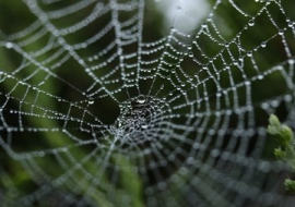 <strong>อ่านเพิ่มเติมเกี่ยวกับ</strong><br>3 แมงมุมสายพันธ์ใหม่ ที่โลกต้องรู้จัก !! 3 แมงมุมสายพันธ์ใหม่ ที่โลกต้องรู้จัก !!