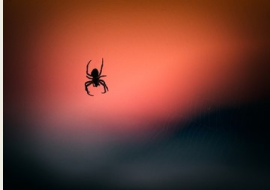 <strong>อ่านเพิ่มเติมเกี่ยวกับ</strong><br>เมื่อแมงมุมล่วงหล่นมาจากท้องฟ้า ! (Ballooning spider) เมื่อแมงมุมล่วงหล่นมาจากท้องฟ้า ! (Ballooning spider)