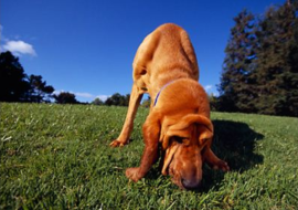 <strong>อ่านเพิ่มเติมเกี่ยวกับ</strong><br>สุนัข ต้นฉบับศาสตร์แห่งการดมกลิ่น สุนัข ต้นฉบับศาสตร์แห่งการดมกลิ่น