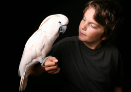 <strong>อ่านเพิ่มเติมเกี่ยวกับ</strong><br>นกอะไรเอ่ย พูดได้ นกอะไรเอ่ย พูดได้