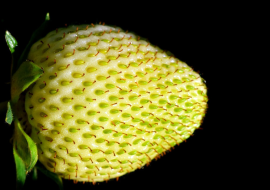 <strong>อ่านเพิ่มเติมเกี่ยวกับ</strong><br>ทำไมบางคนจึงกลัวภาพบางภาพ? ทำไมบางคนจึงกลัวภาพบางภาพ?