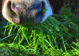 <strong>อ่านเพิ่มเติมเกี่ยวกับ</strong><br>สัตว์กินหญ้าได้ เหตุใดมนุษย์จึงไม่สามารถ สัตว์กินหญ้าได้ เหตุใดมนุษย์จึงไม่สามารถ