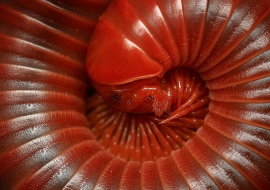 <strong>อ่านเพิ่มเติมเกี่ยวกับ</strong><br>"กิ้งกือ" สัตว์ตัวจิ๋วแสนอันตราย "กิ้งกือ" สัตว์ตัวจิ๋วแสนอันตราย