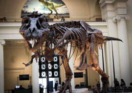 <strong>อ่านเพิ่มเติมเกี่ยวกับ</strong><br>ซากดึกดำบรรพ์กับความอยากรู้ ซากดึกดำบรรพ์กับความอยากรู้