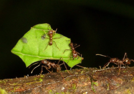 <strong>อ่านเพิ่มเติมเกี่ยวกับ</strong><br>ฟีโรโมนนำทางของมดตัดใบไม้ ฟีโรโมนนำทางของมดตัดใบไม้