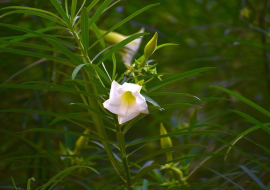 <strong>อ่านเพิ่มเติมเกี่ยวกับ</strong><br>เรือนเบญจพิษ เรือนเบญจพิษ