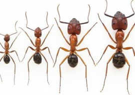 <strong>อ่านเพิ่มเติมเกี่ยวกับ</strong><br>วิถีของมดงานในสังคมใหญ่ วิถีของมดงานในสังคมใหญ่