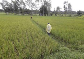 <strong>อ่านเพิ่มเติมเกี่ยวกับ</strong><br>ข้าวป่วยทำอย่างไร ข้าวป่วยทำอย่างไร