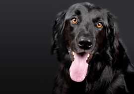 <strong>อ่านเพิ่มเติมเกี่ยวกับ</strong><br>ภัยเงียบจากน้ำลายสุนัข ภัยเงียบจากน้ำลายสุนัข