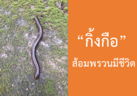 <strong>อ่านเพิ่มเติมเกี่ยวกับ</strong><br>กิ้งกือ (Millipede) กิ้งกือ (Millipede)