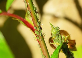 <strong>อ่านเพิ่มเติมเกี่ยวกับ</strong><br>พฤติกรรมการเข้าทำลายพืชของเพลี้ยอ่อน พฤติกรรมการเข้าทำลายพืชของเพลี้ยอ่อน