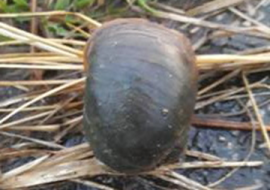 <strong>อ่านเพิ่มเติมเกี่ยวกับ</strong><br>คุณค่าของ “หอยเชอรี่” ศัตรูร้ายในนาข้าว คุณค่าของ “หอยเชอรี่” ศัตรูร้ายในนาข้าว