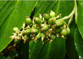 <strong>อ่านเพิ่มเติมเกี่ยวกับ</strong><br>กาแฟ คาเฟ่ โกปี้ ตอนที่ 1 กาแฟ คาเฟ่ โกปี้ ตอนที่ 1