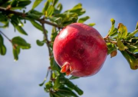 <strong>อ่านเพิ่มเติมเกี่ยวกับ</strong><br>เทคนิคการตัดแต่งกิ่งทับทิม เทคนิคการตัดแต่งกิ่งทับทิม