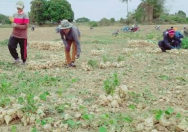 <strong>อ่านเพิ่มเติมเกี่ยวกับ</strong><br>สร้างรายได้จากมันแกว สร้างรายได้จากมันแกว