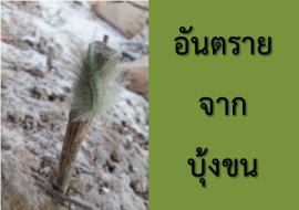 <strong>อ่านเพิ่มเติมเกี่ยวกับ</strong><br>อันตรายจากบุ้งขน อันตรายจากบุ้งขน