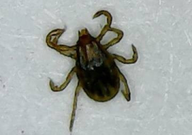 <strong>อ่านเพิ่มเติมเกี่ยวกับ</strong><br>ความสำคัญของเห็บในสัตว์ ความสำคัญของเห็บในสัตว์