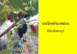<strong>อ่านเพิ่มเติมเกี่ยวกับ</strong><br>ประโยชน์ของหม่อน (Mulberry) ประโยชน์ของหม่อน (Mulberry)