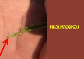 <strong>อ่านเพิ่มเติมเกี่ยวกับ</strong><br>ภัยพิบัติ! การระบาดของหนอนหลอดหอม ภัยพิบัติ! การระบาดของหนอนหลอดหอม