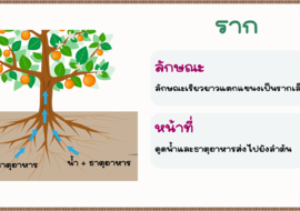 หน้าที่ของราก รูปภาพ 1