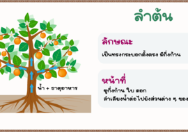 หน้าที่ของลำต้น รูปภาพ 1